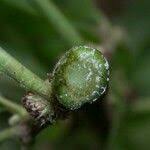 Image result for Struchium