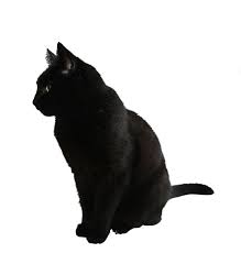 Black Cat Png People Png Black Cat Cat Sitting
