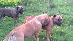 Maybe you would like to learn more about one of these? Bullmastiff X Boerboel Youtube