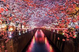 Japan takes its enthusiasm for cherry blossoms to lengths that amaze visitors. 15 Best Places To See Cherry Blossoms In Tokyo 2021 Japan Web Magazine