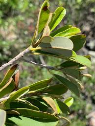 Image result for Manilkara mochisia