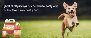 Is there any disadvantage linked with dog vitamins? 5 Best Shiny Dog Coat Supplements Supplements For Dog Shedding