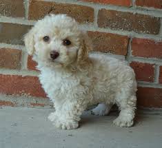 Sort by cockapoo puppies for sale. Cockapoo Puppies For Sale Centreville Va 264171