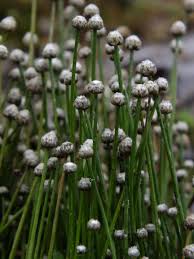 Image result for Eriocoelum