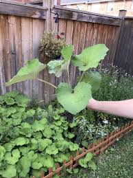 We Planted A Pack Of Random Seeds Can Someone Tell Me What This Plant Is Gardening Garden Diy Home Flowe Plants Starting A Garden Gardening For Beginners