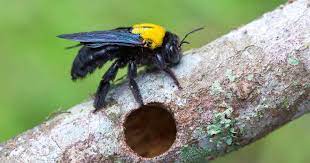 Carpenter bees, which burrow into wood, are often confused with bumble bees because of their appearance. How To Stop Carpenter Bees From Destroying Your Wood Structures