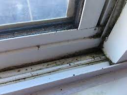 Mold on window sills isn't just unsightly; Mold In Window Sill Picture Of Baymont By Wyndham Piqua Tripadvisor