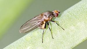 Image result for phytomyza gymnostoma