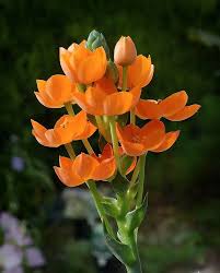 Image result for Ornithogalum seineri