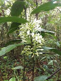 Image result for Corymborkis