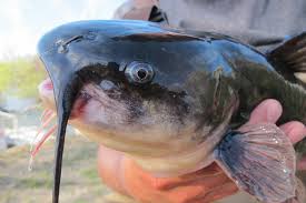 Catfish definition, any of the numerous fishes of the order or suborder nematognathi (or siluroidei), characterized by barbels around the mouth and the absence of scales. Telephoning For Catfish Diy Electrofishing Southern Style Fishbio Fisheries Research Monitoring And Conservation