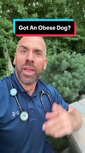 What score would your pet get? #dogtok #vettok #dogsoftiktok #virbacc...