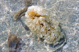 How To Tell If A Sea Shell Sand Dollar Starfish Egg Case Or Urchin Is Alive Or Dead Travel For Wildlife