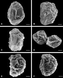 Image result for Blechnum tabulare