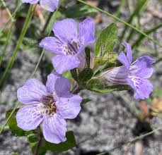 Image result for Dyschoriste multicaulis