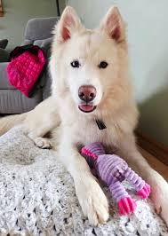 Moose with Crooked Teeth in Dogspotting Society