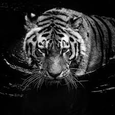 Tigre Panthera Tigris Noir Et Blanc Animaux Noir