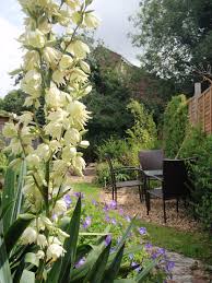 I Love This Yucca Gloriosa That Was One Of The Few Plants Worth Keeping In A Garden I Designed In Andover Hampshir Garden Design Yucca Gloriosa Gardening Tips