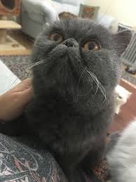 Pin On Adam Eve Hira Alice Alvin Exotic Shorthair Persian Cat