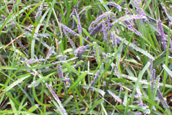 Slime molds are what's called a plasmodium, meaning they're basically a this mass of cells can move as one organism and looks much like a garden slug. 1435 Slime Mold Planttalk Colorado