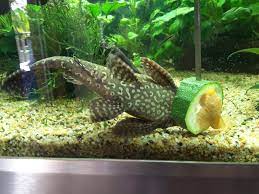 It is a good idea to leave a newly installed aquarium for a week to ensure that all the electrical equipment is working properly, the tank is free of any leaks and the water is free of chlorine and the supersaturated nitrogen than comes out of solution as bubbles in a. Zucchini Time Aquariums