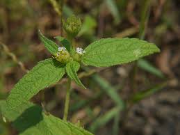 Image result for Blainvillea gayana