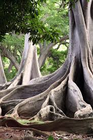 Jurassic Park Tree Weird Trees Unique Trees Nature Tree