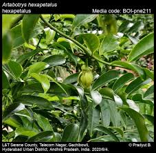 Image result for Artabotrys