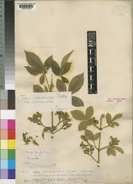 Image result for Vitex mombassae