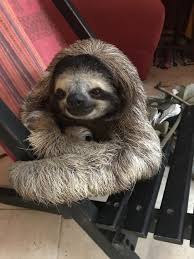 Up to 6 feet long diet: Tranquilo Sloths Of Panama Coronado Concierge