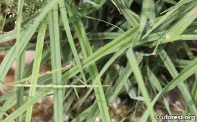 Image result for Chloris pilosa