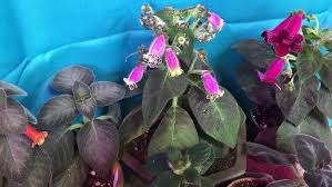 Image result for Kohleria