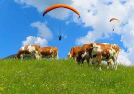 Jika anda melihat babi kotor dalam mimpi, mimpi seperti itu bukan pertanda baik. Arti Mimpi Sapi Tafsir Makna Dan Penjelasan Tentang Mimpi