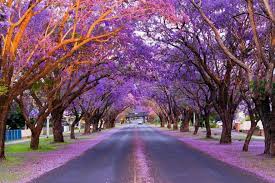 Jacaranda is al ruim 18 jaar de toonaangevende onderneming als het gaat om natuurlijke decoratie zoals boeketten en kransen. The Most Insta Worthy Spots In Nsw To See The Jacaranda Trees