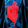 Exploring the Brain-Gut Connection and Alternative Therapies for Mental Health