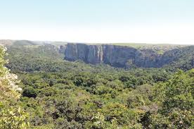 Image result for Dichilus reflexus