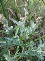Image result for Gnaphalium polycaulon