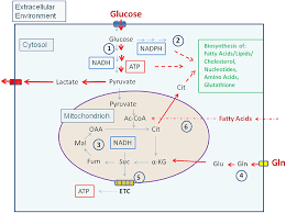Frontiers How Viral And Intracellular Bacterial Pathogens Reprogram The Metabolism Of Host Cells To Allow Their Intracellular Replication Cellular And Infection Microbiology