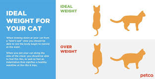 Check spelling or type a new query. Is My Cat Overweight Petco Dog Wellness Cats Overweight
