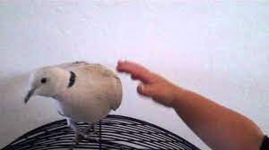 Just One Of The Many Reason Doves Make Awesome Pets Youtube