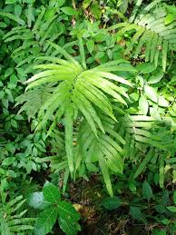 Image result for Amblovenatum