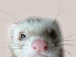 Dressage du furet : laposducation positive - Doctissimo