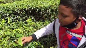 Kalau berkunjung ke cameron highland jangan lupa singgah di ladang teh boh. Top Attractions In Cameron Highland Pahang Malaysia Ladang Teh Cameron Villey Youtube