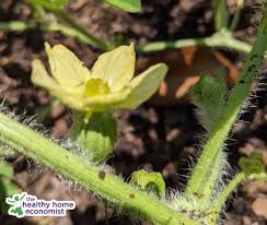 How to hand pollinate zucchini sustainable holly? How To Garden Successfully Without Bees Healthy Home Economist