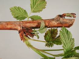 Image result for Raspberry spur blight