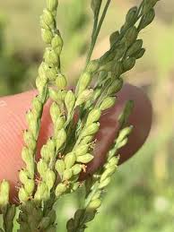 Image result for Urochloa umbellata