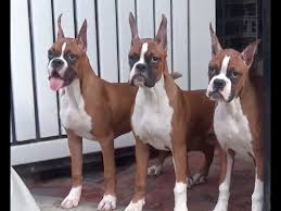We only offer boxer puppies that have been raised here in our home by us don't worry if you don't live near us, we have options for delivering a puppy to you (although, we do not cargo ship). Boxer Breeder In India Ii Eastwood Boxers Ii Tailwaggers Youtube
