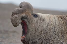 Below you can find a complete list of south american animals. Wildlife In South America Chimu Adventures Blog