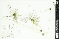 Image result for Fimbristylis madagascariensis