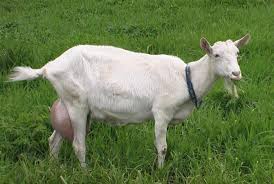 Laptele este produs la ferma de capre din satul vărăncău, raionul soroca. Caprele Saanen Cea Mai ProductivÄ RasÄ Pentru Lapte